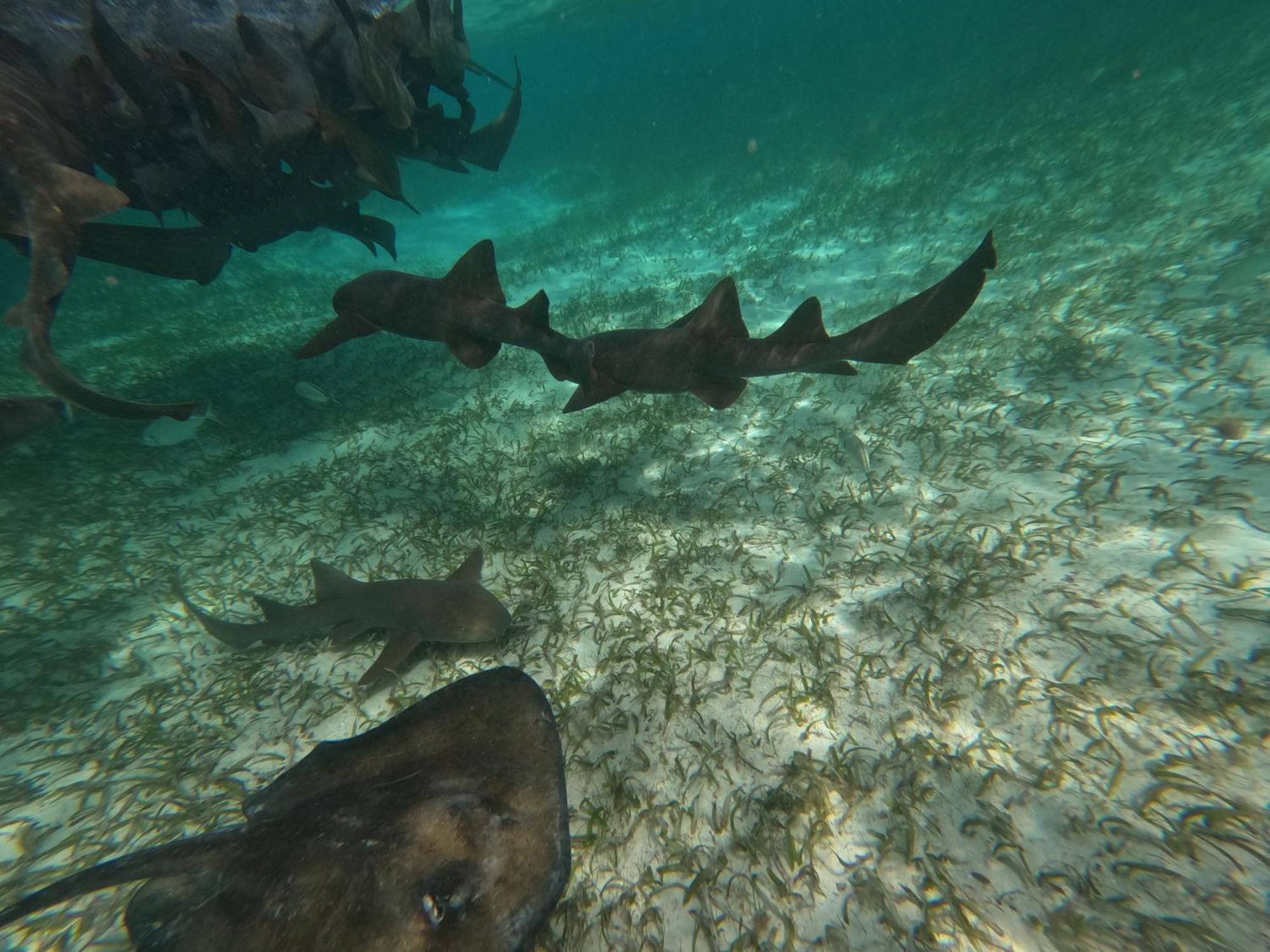 The Coral Casa Villa Caye Caulker Eksteriør billede