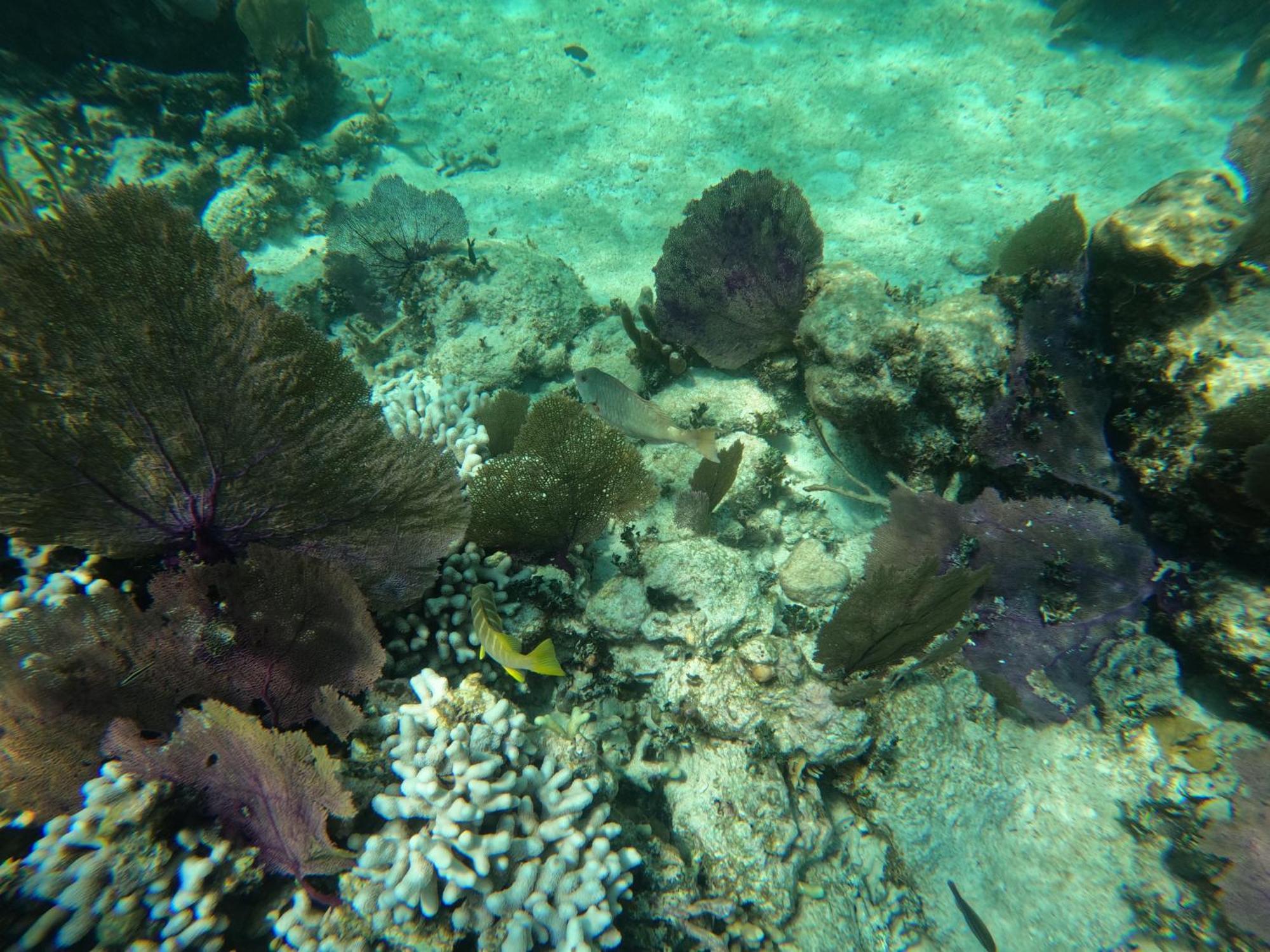 The Coral Casa Villa Caye Caulker Eksteriør billede